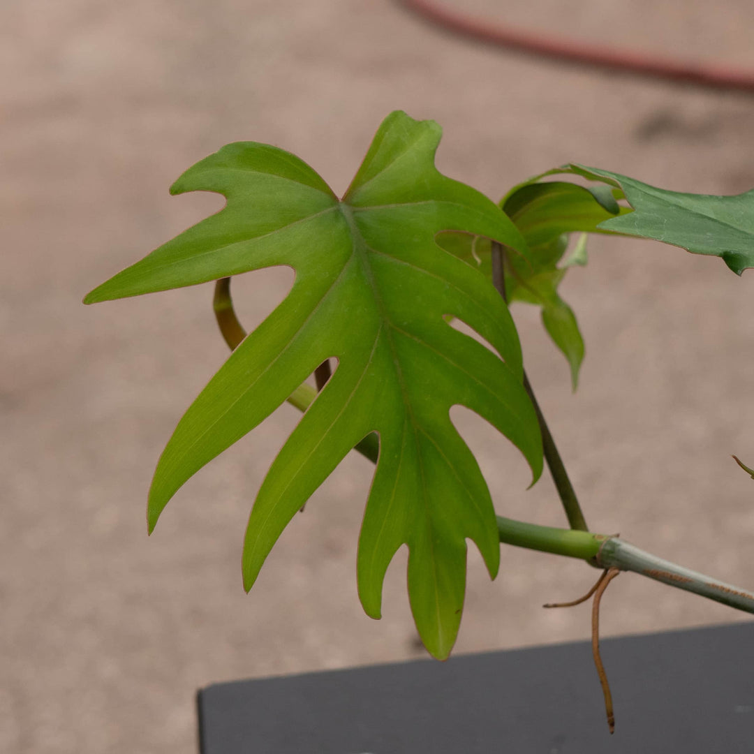 buy philodendron mayoi Philodendron mayoi