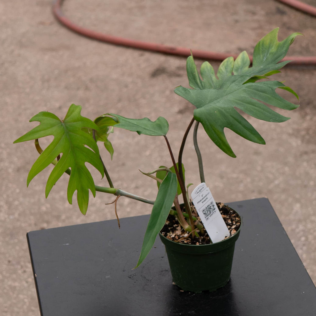 philodendron mayoi plant Philodendron mayoi