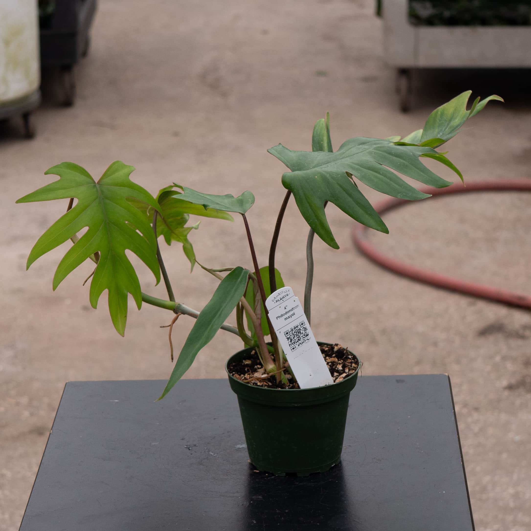 Gabriella Plants Philodendron mayoi - Thumbnail 5