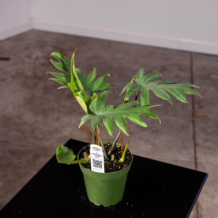 Gabriella Plants Philodendron Philodendron mayoi