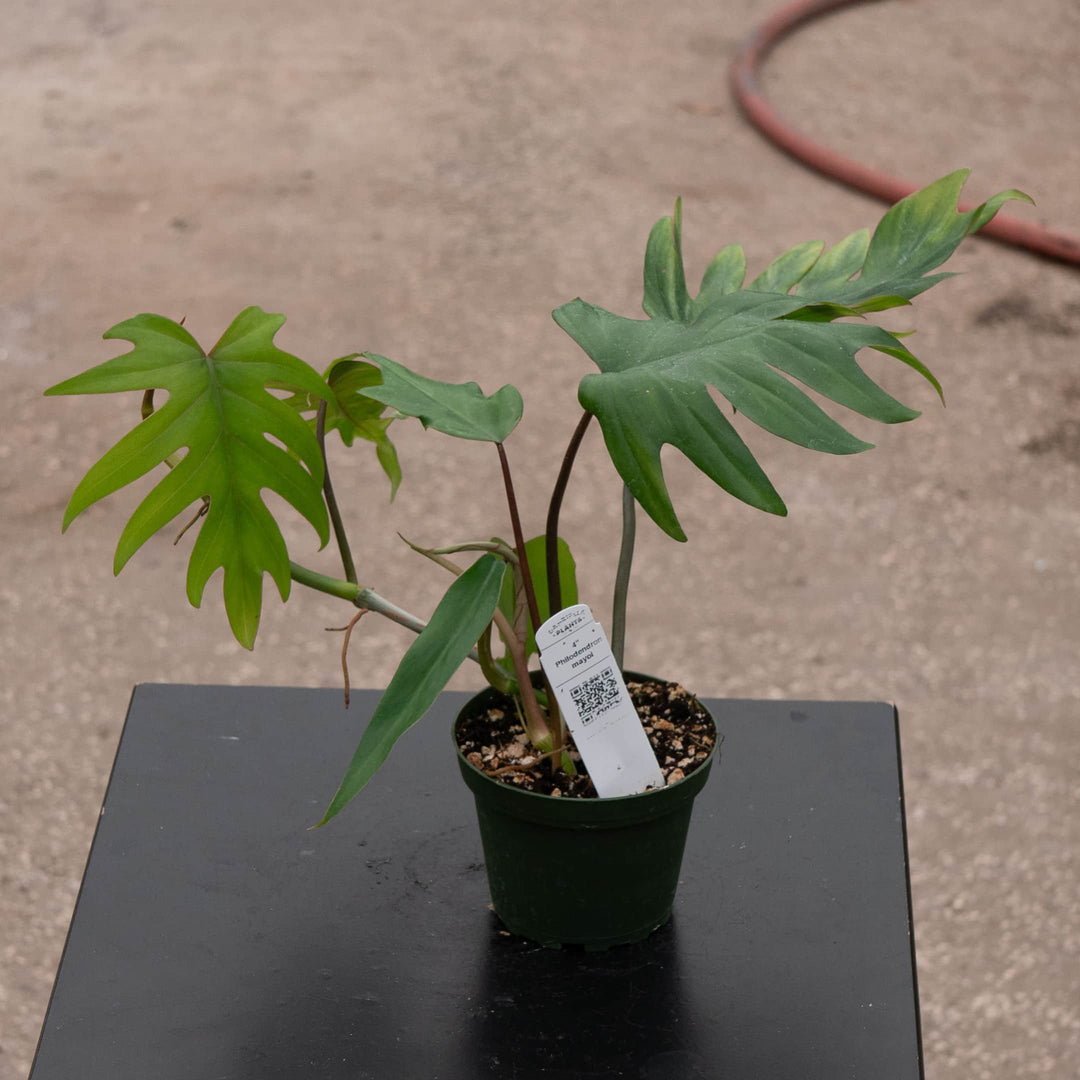 philodendron tahiti mayoi Philodendron mayoi