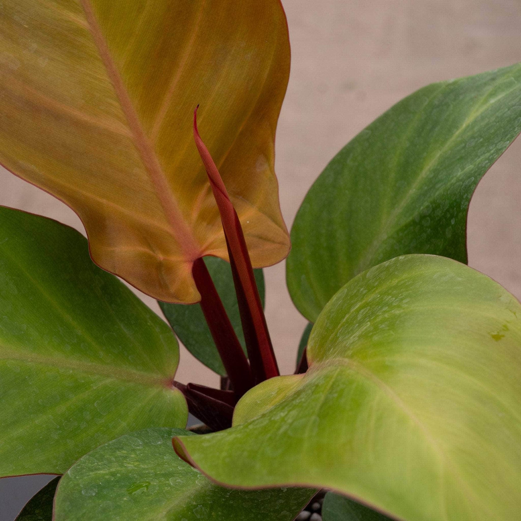 mccolley's finale hybrid philodendron Philodendron 'McColley's Finale'