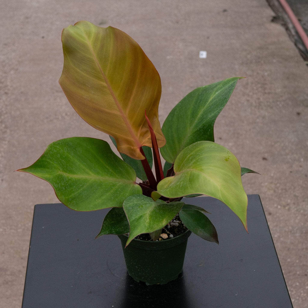 mccolley finale philodendron Philodendron 'McColley's Finale'