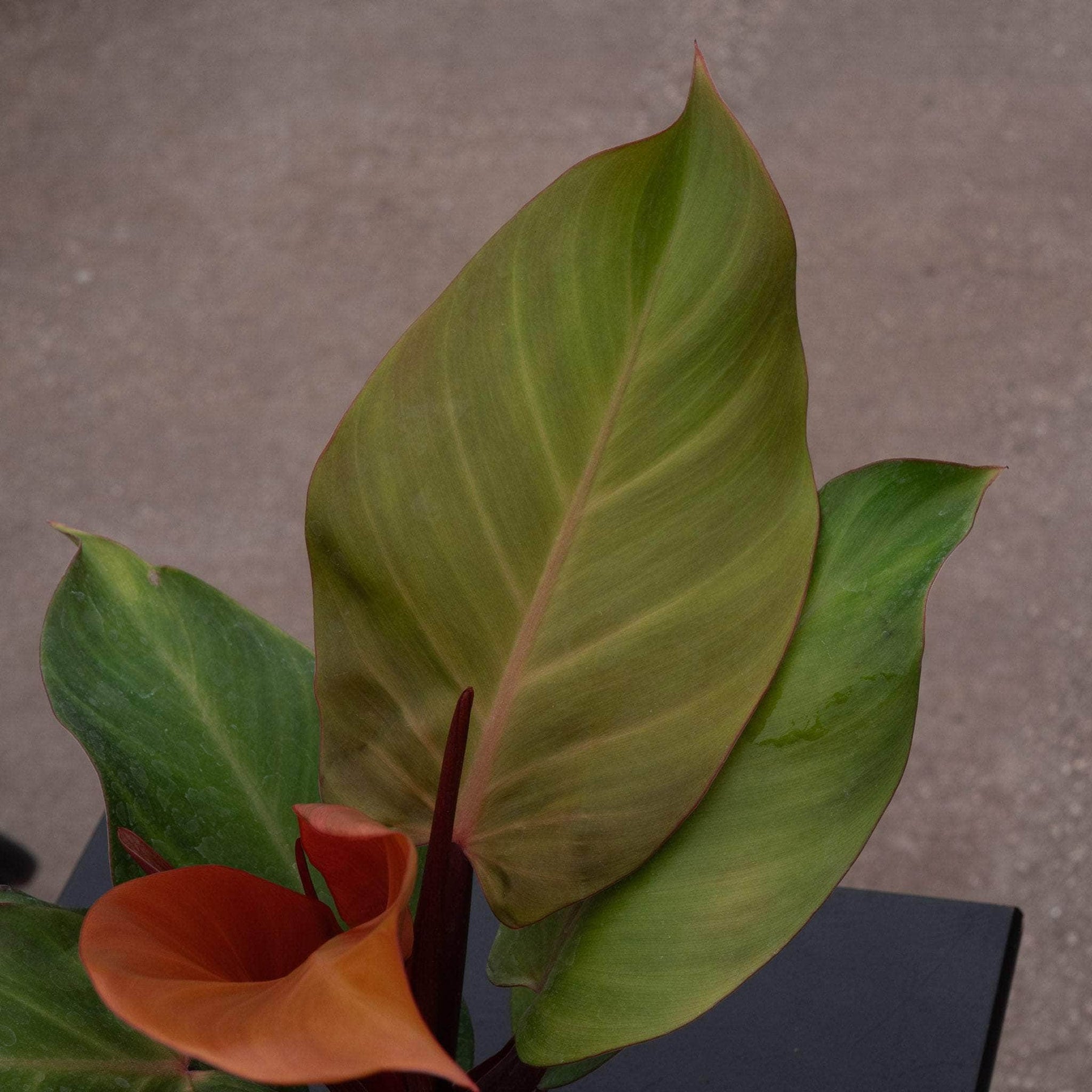 philodendron mccolley's finale hybrid Philodendron 'McColley's Finale'