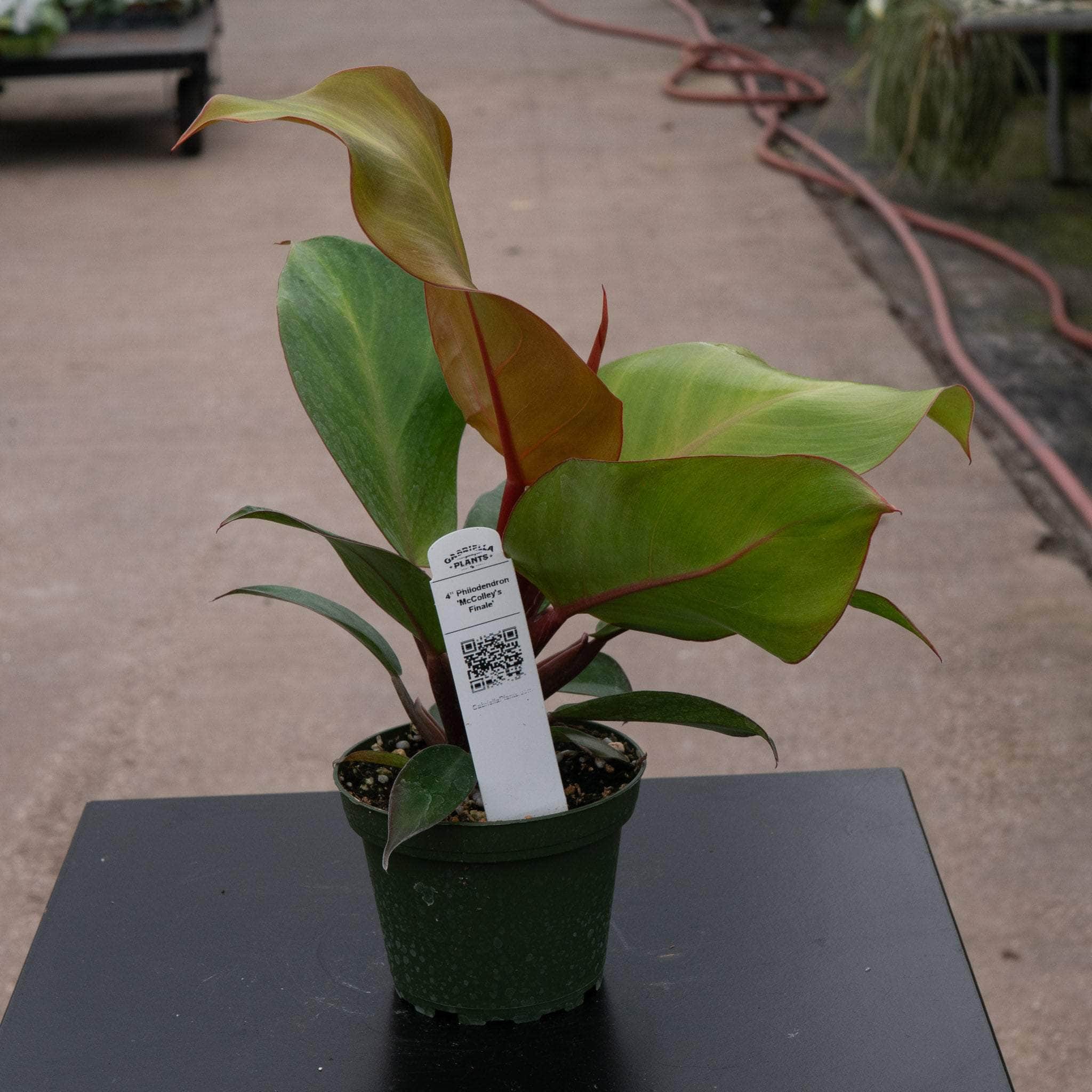 mccolleys finale philodendron care Philodendron 'McColley's Finale'