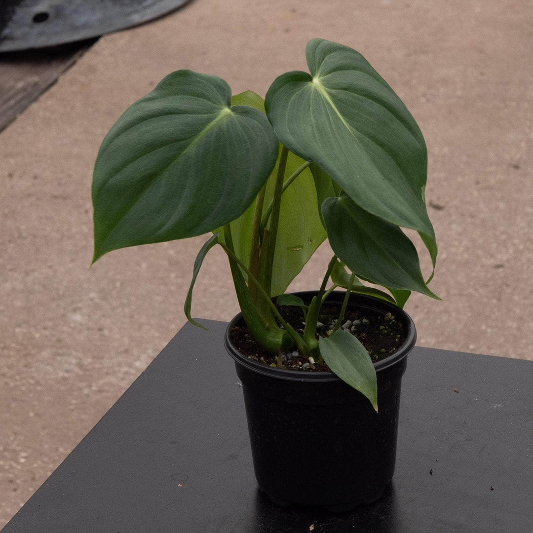 Gabriella Plants Philodendron Hybrid 4" Philodendron McDowell