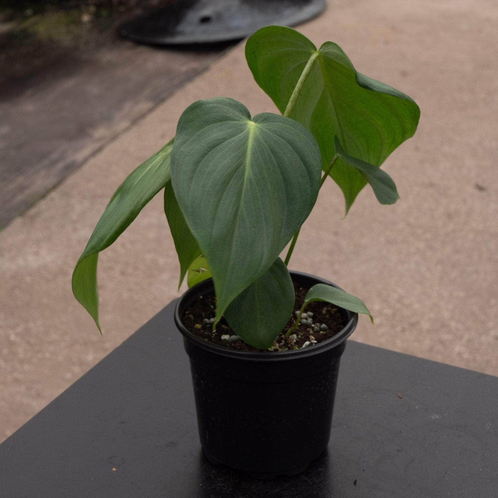 Gabriella Plants Philodendron Hybrid 4" Philodendron McDowell