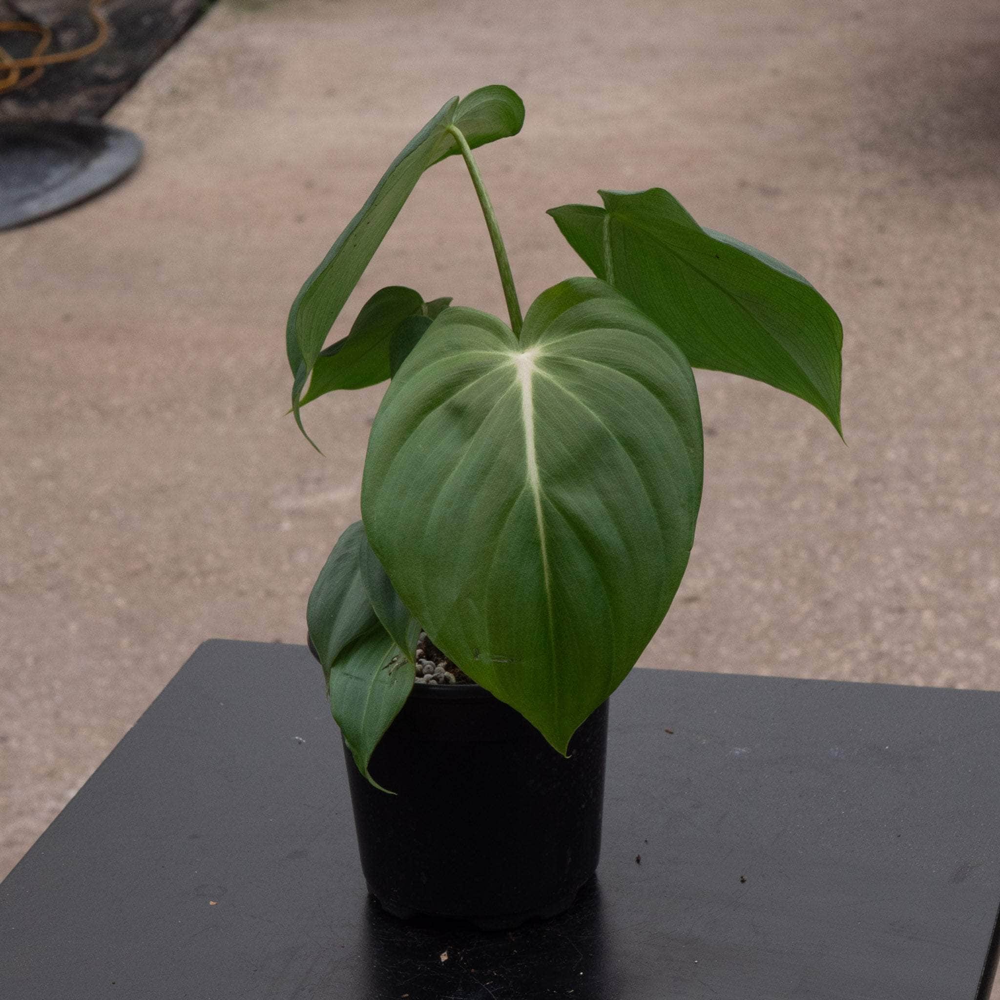philodendron for sale melbourne Philodendron McDowell