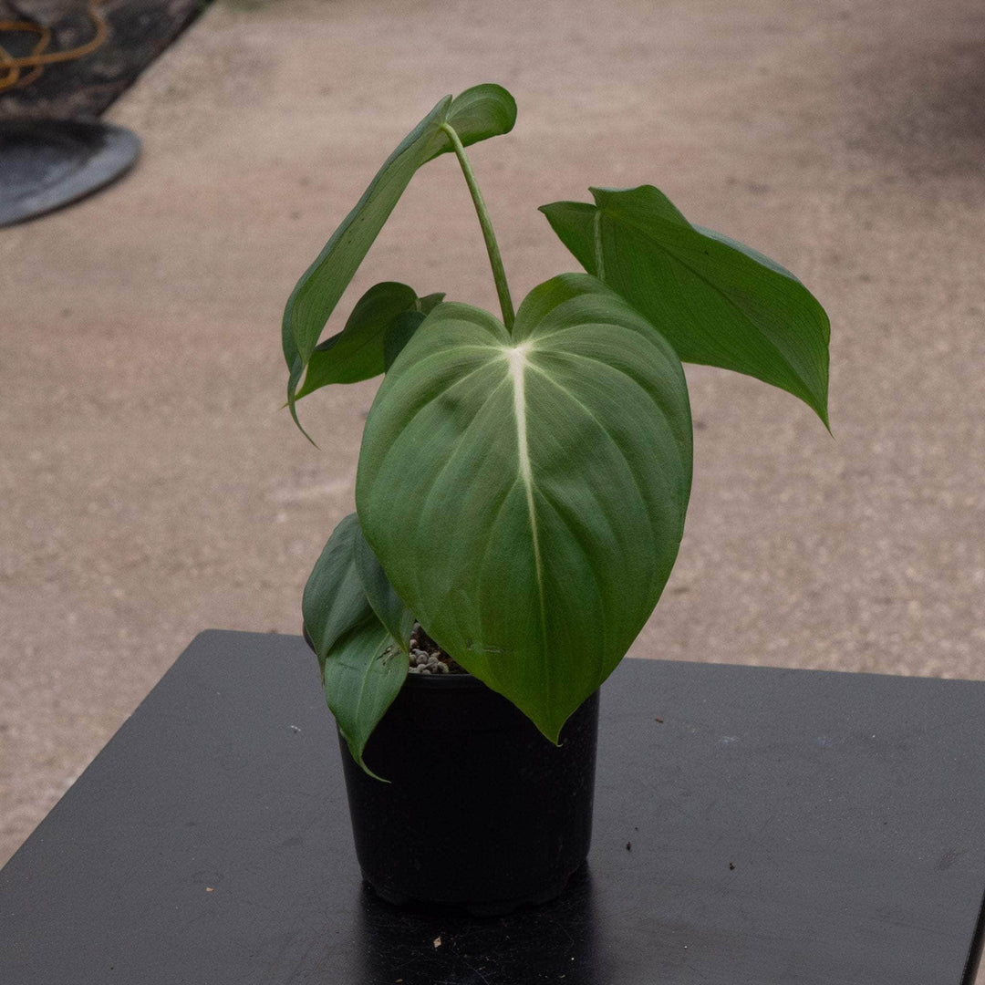 Gabriella Plants Philodendron Hybrid 4" Philodendron McDowell
