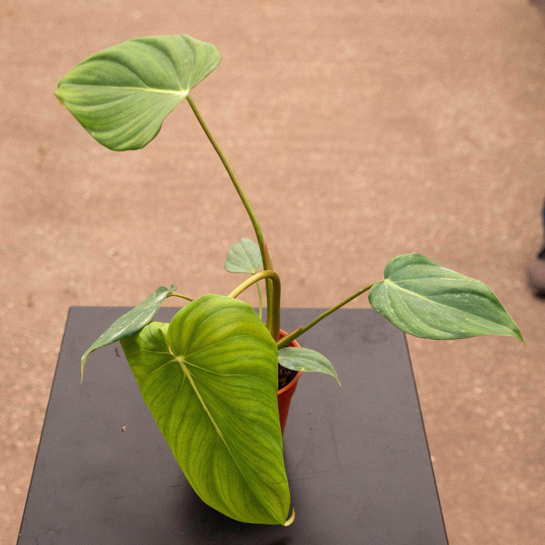 Gabriella Plants Philodendron Hybrid 4" Philodendron McDowell