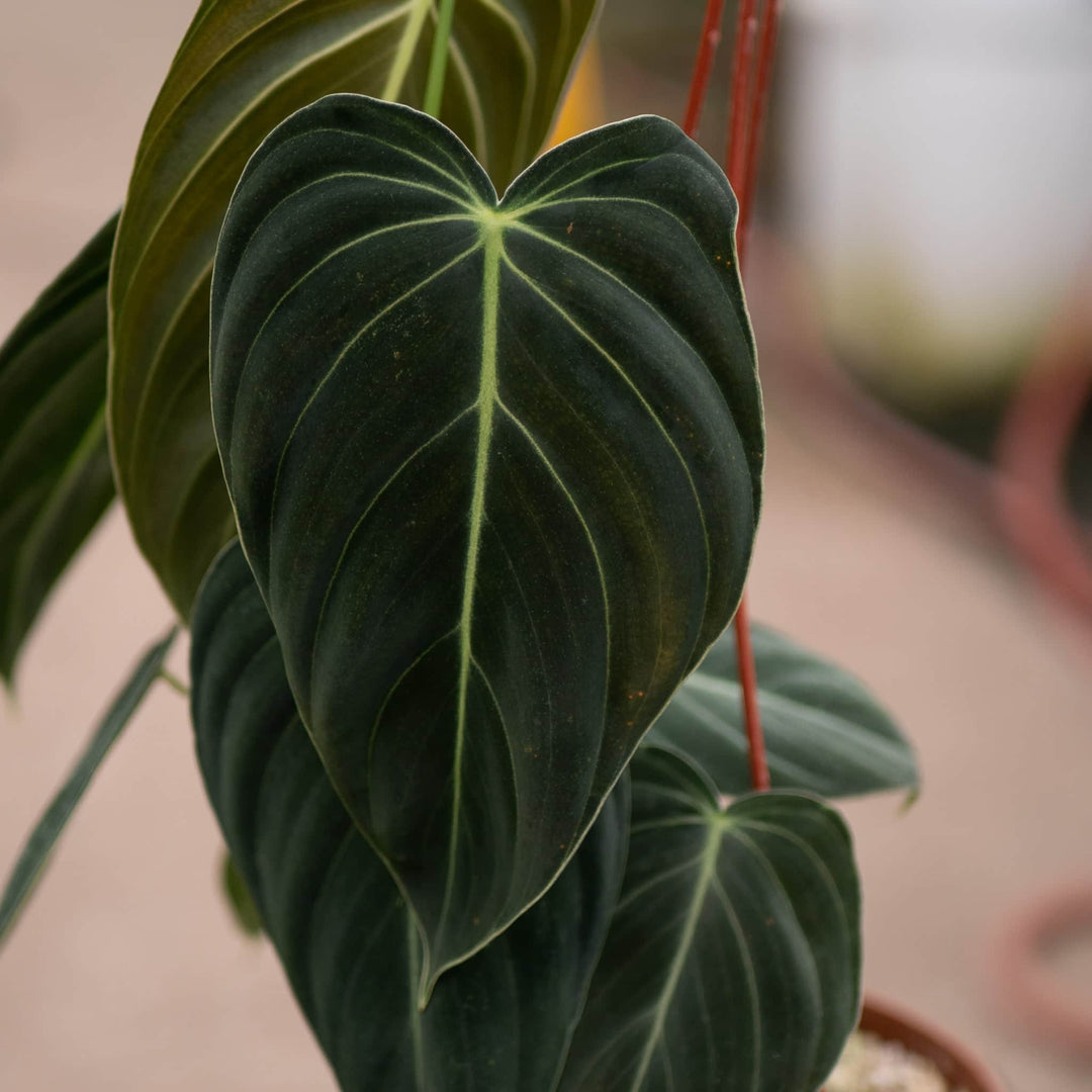 philodendron melanochrysum x sodiroi Philodendron melanochrysum