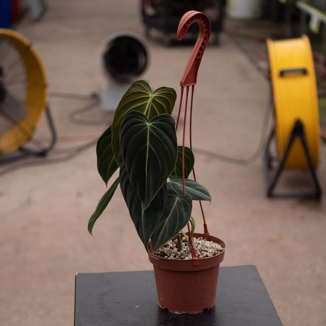 anthurium melanochrysum Philodendron melanochrysum