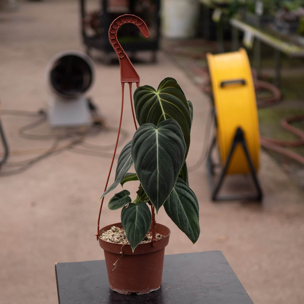 philodendron melanochrysum large Philodendron melanochrysum