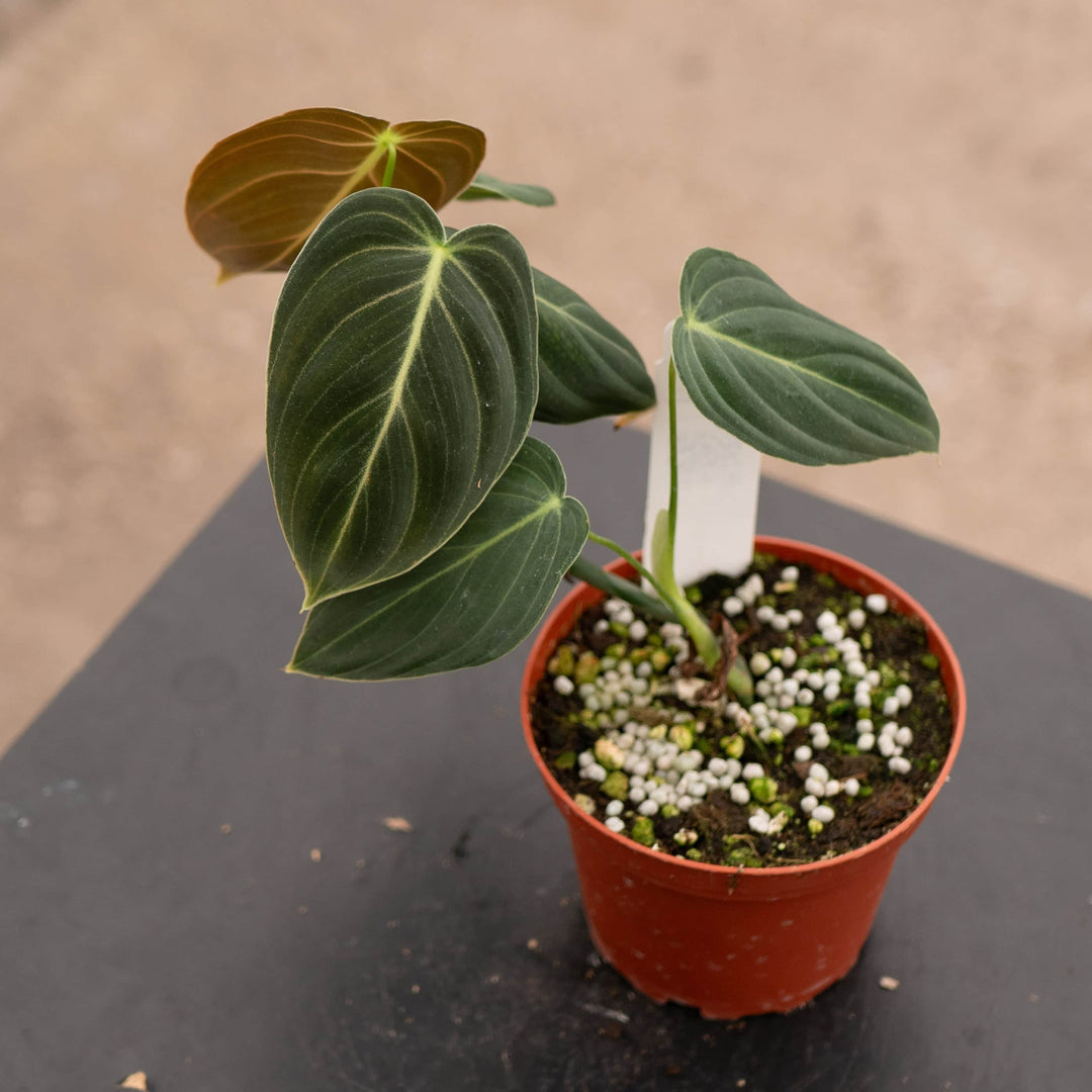 Gabriella Plants Philodendron Philodendron melanochrysum