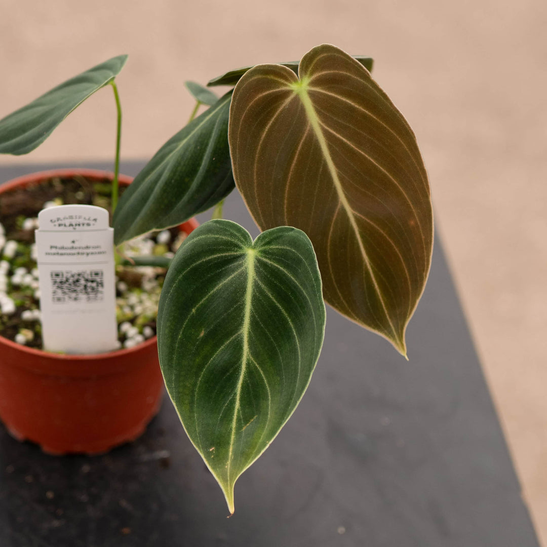 Gabriella Plants Philodendron Philodendron melanochrysum