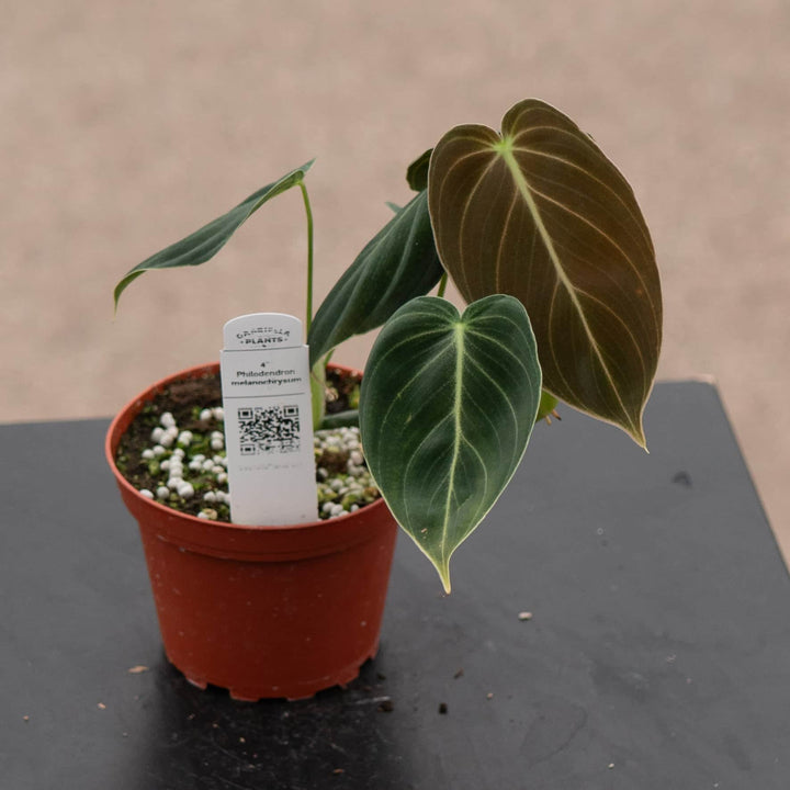 Gabriella Plants Philodendron 4" Philodendron melanochrysum
