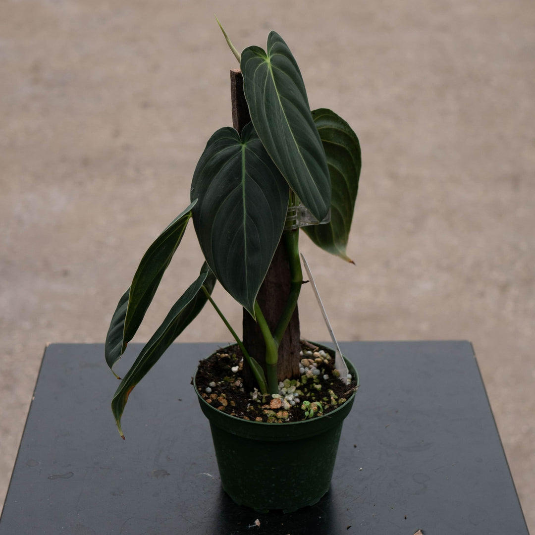 philodendron melanochrysum mature Philodendron melanochrysum