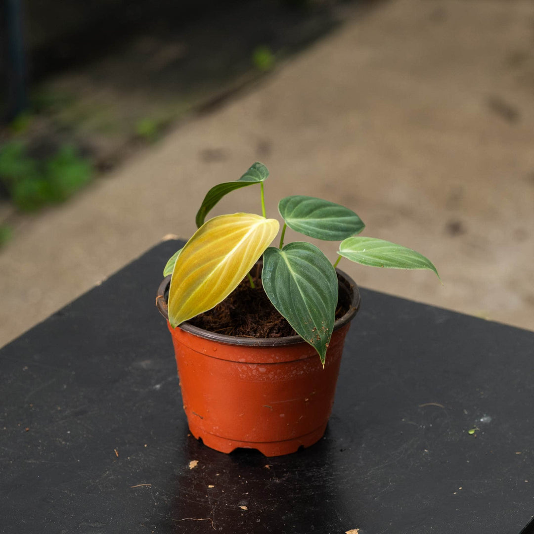 Gabriella Plants Philodendron 4" Philodendron melanochrysum