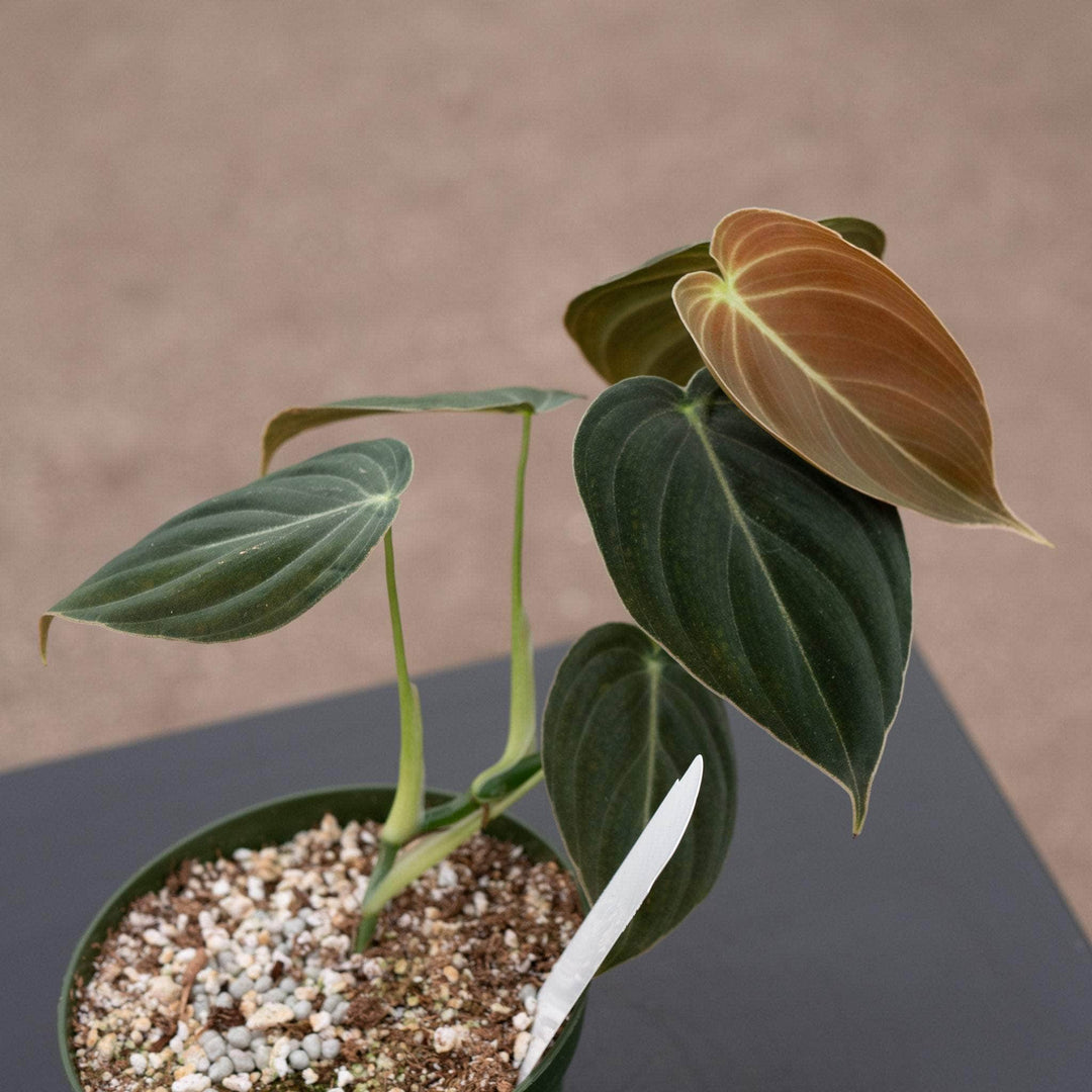 Philodendron melanochrysum - discounts and promo codes at Gabriella ...