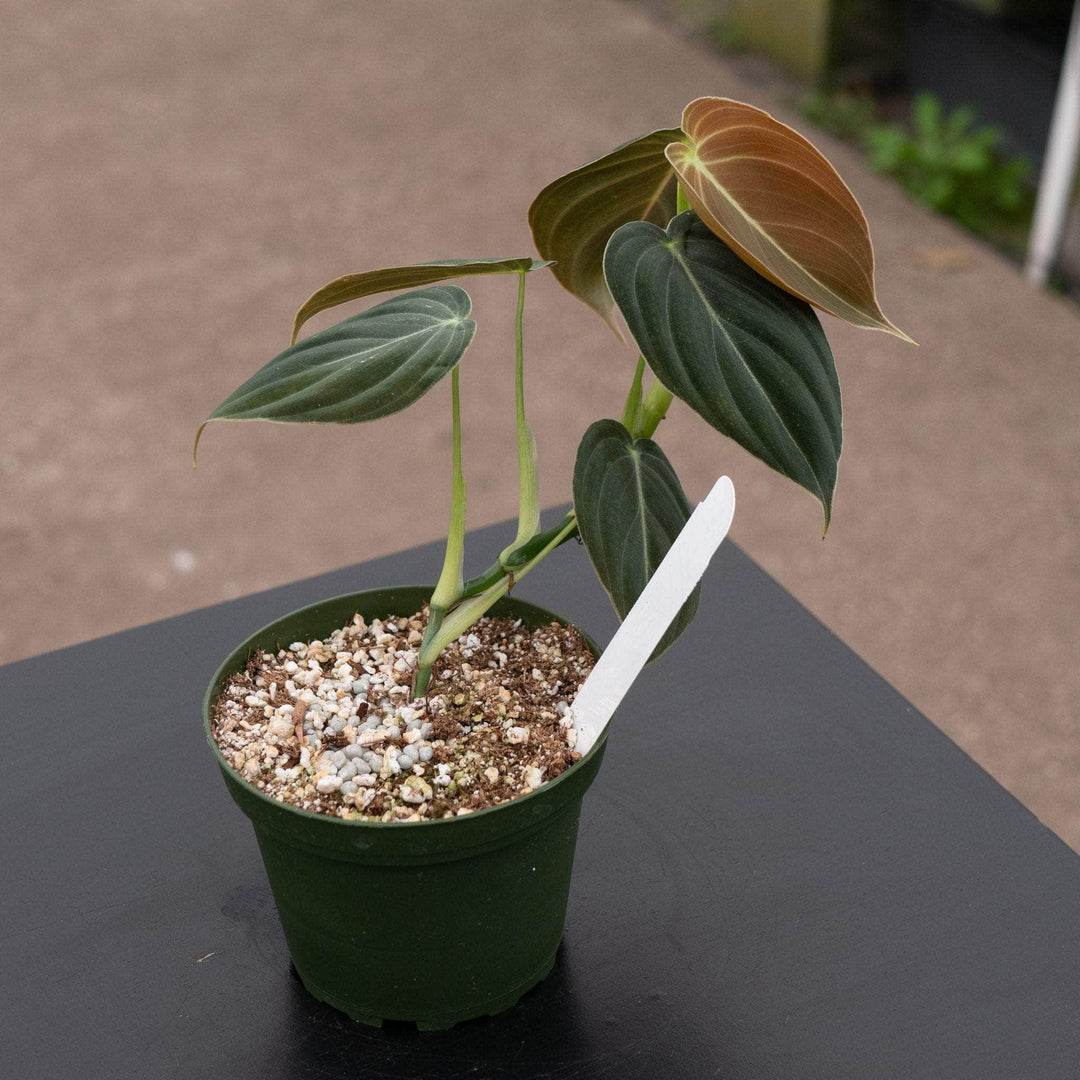 Philodendron melanochrysum - discounts and promo codes at Gabriella ...