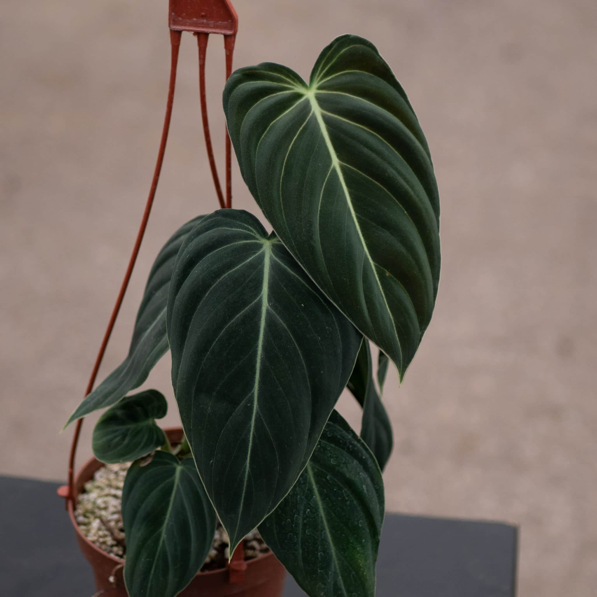 Philodendron melanochrysum