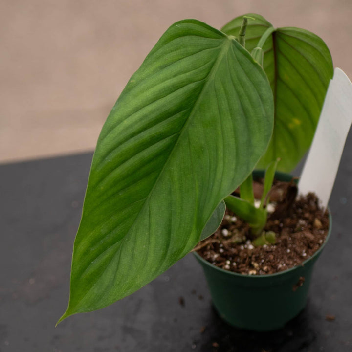 Gabriella Plants Philodendron 3" Philodendron melanoneuron cf.