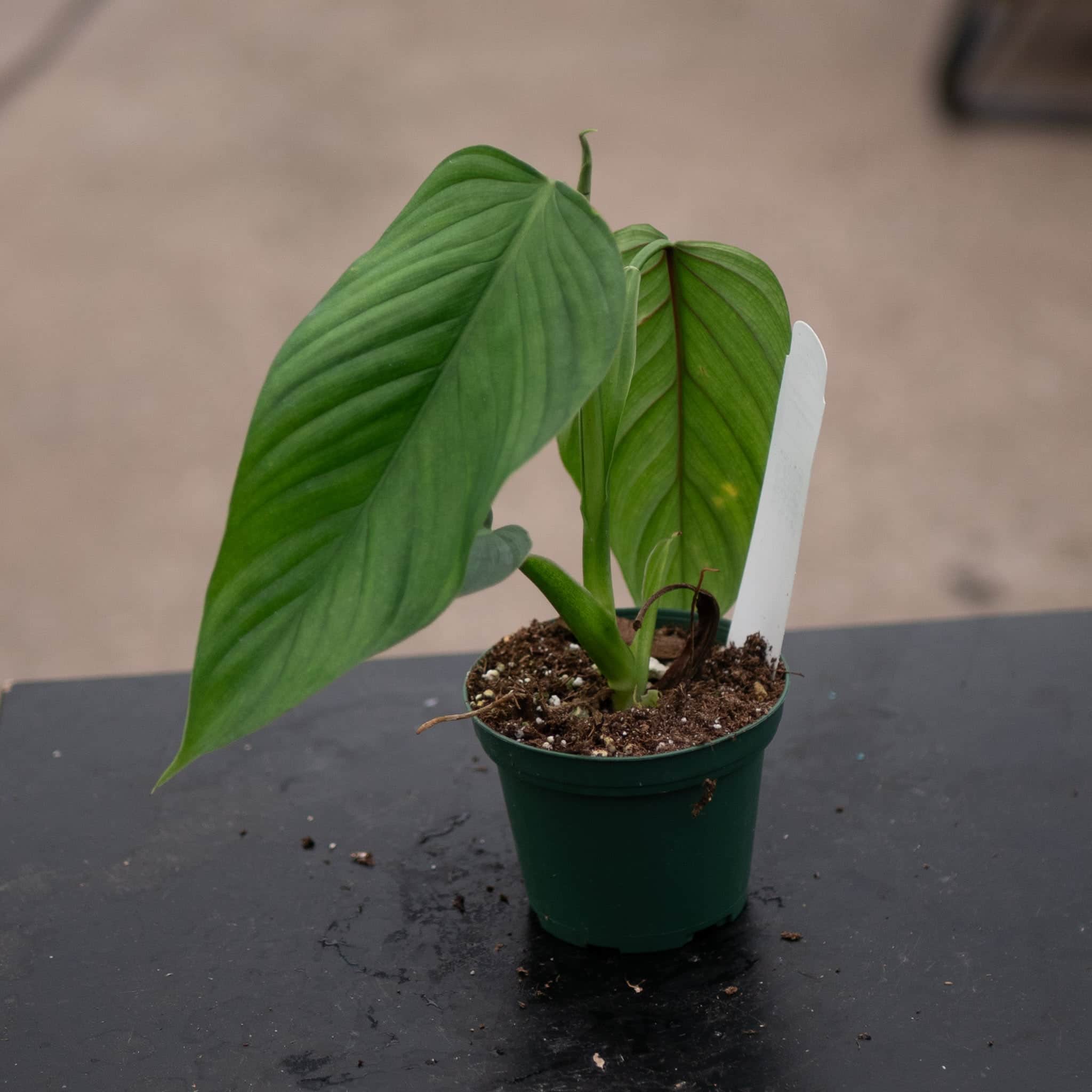 Philodendron melanoneuron cf