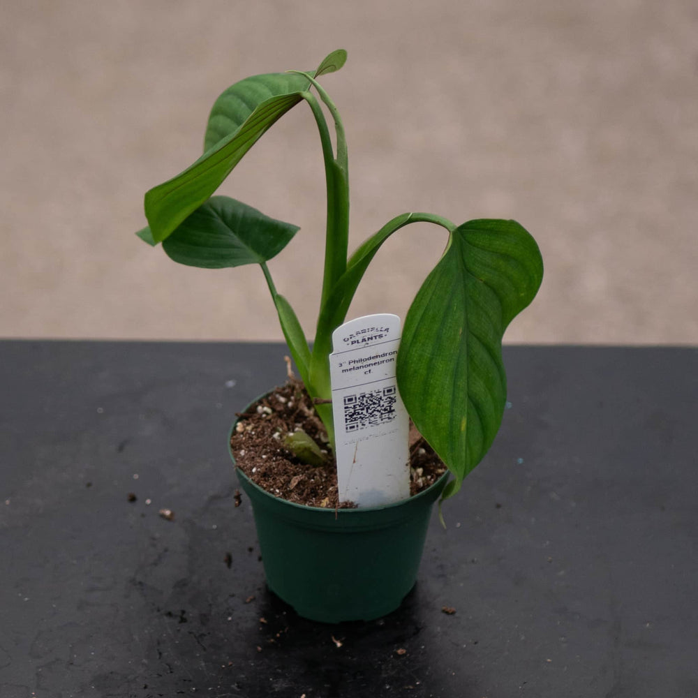 Gabriella Plants Philodendron 3" Philodendron melanoneuron cf.