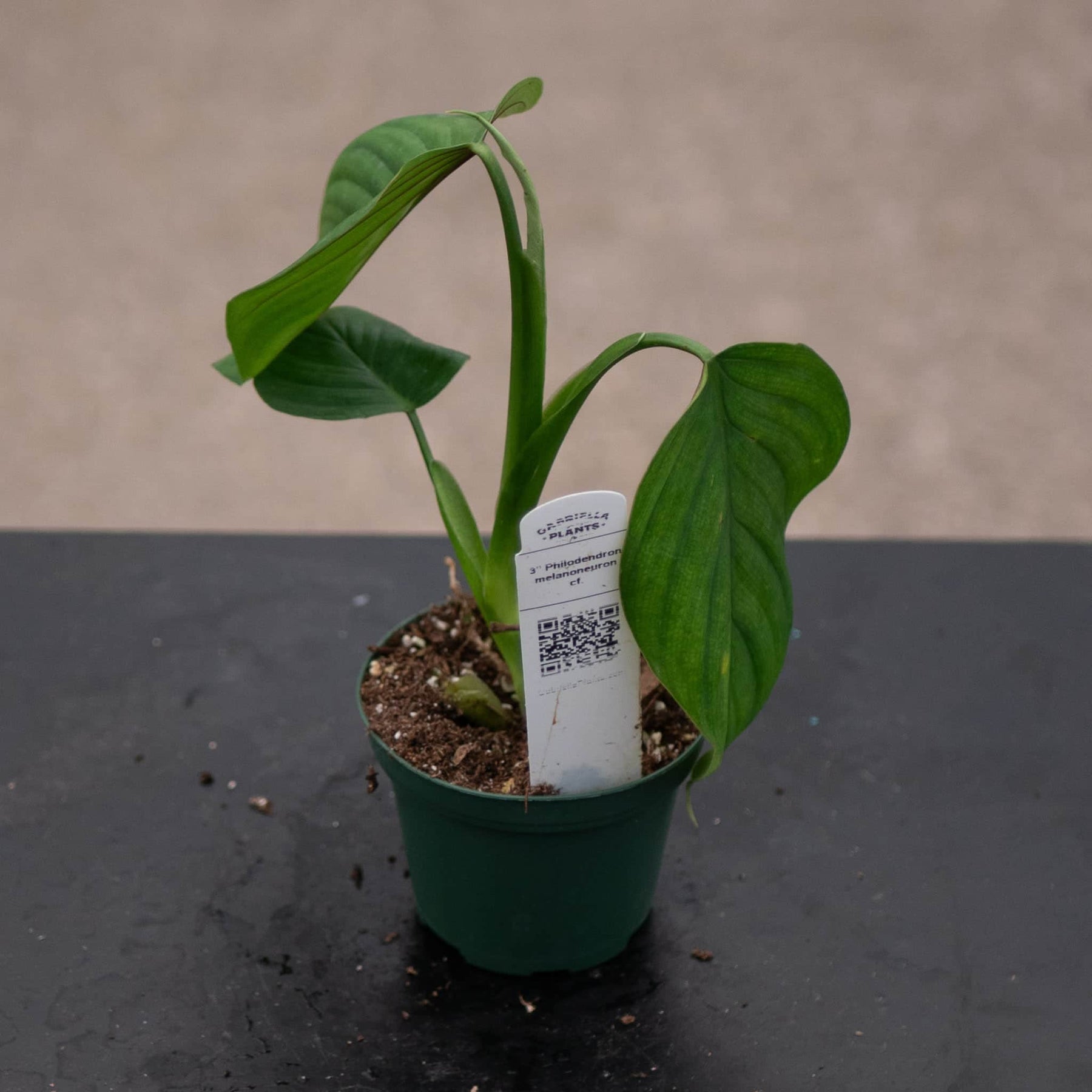 applanatum philodendron Philodendron melanoneuron cf