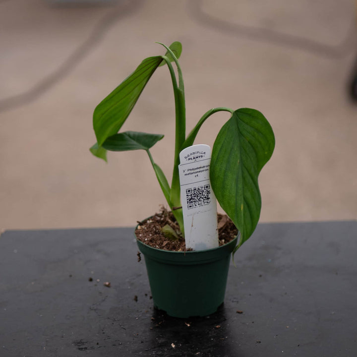 Gabriella Plants Philodendron 3" Philodendron melanoneuron cf.