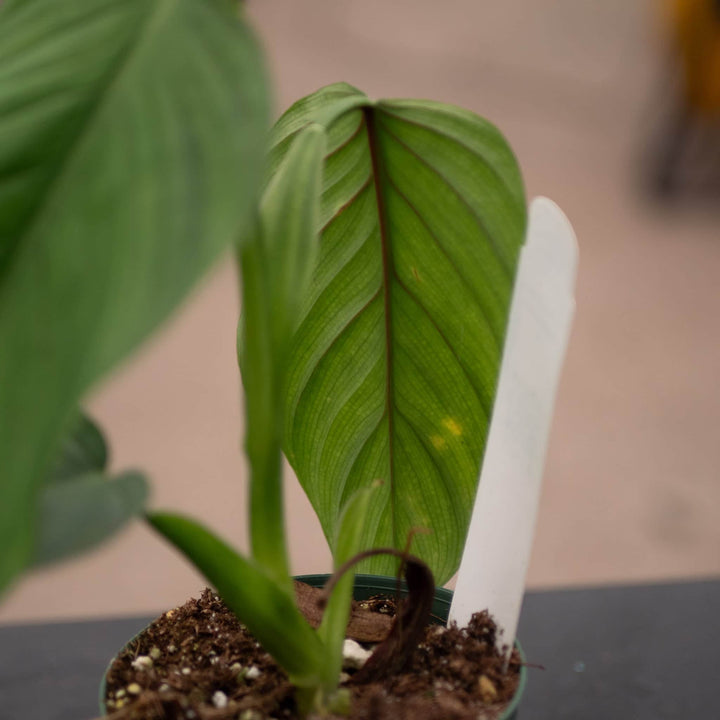 Gabriella Plants Philodendron 3" Philodendron melanoneuron cf.