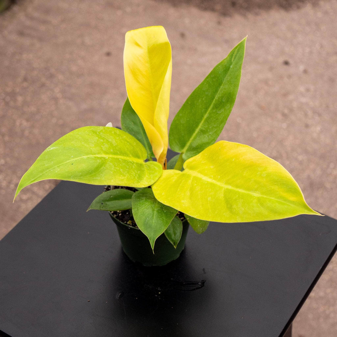 yellow philodendron Philodendron melinonii 'Golden'