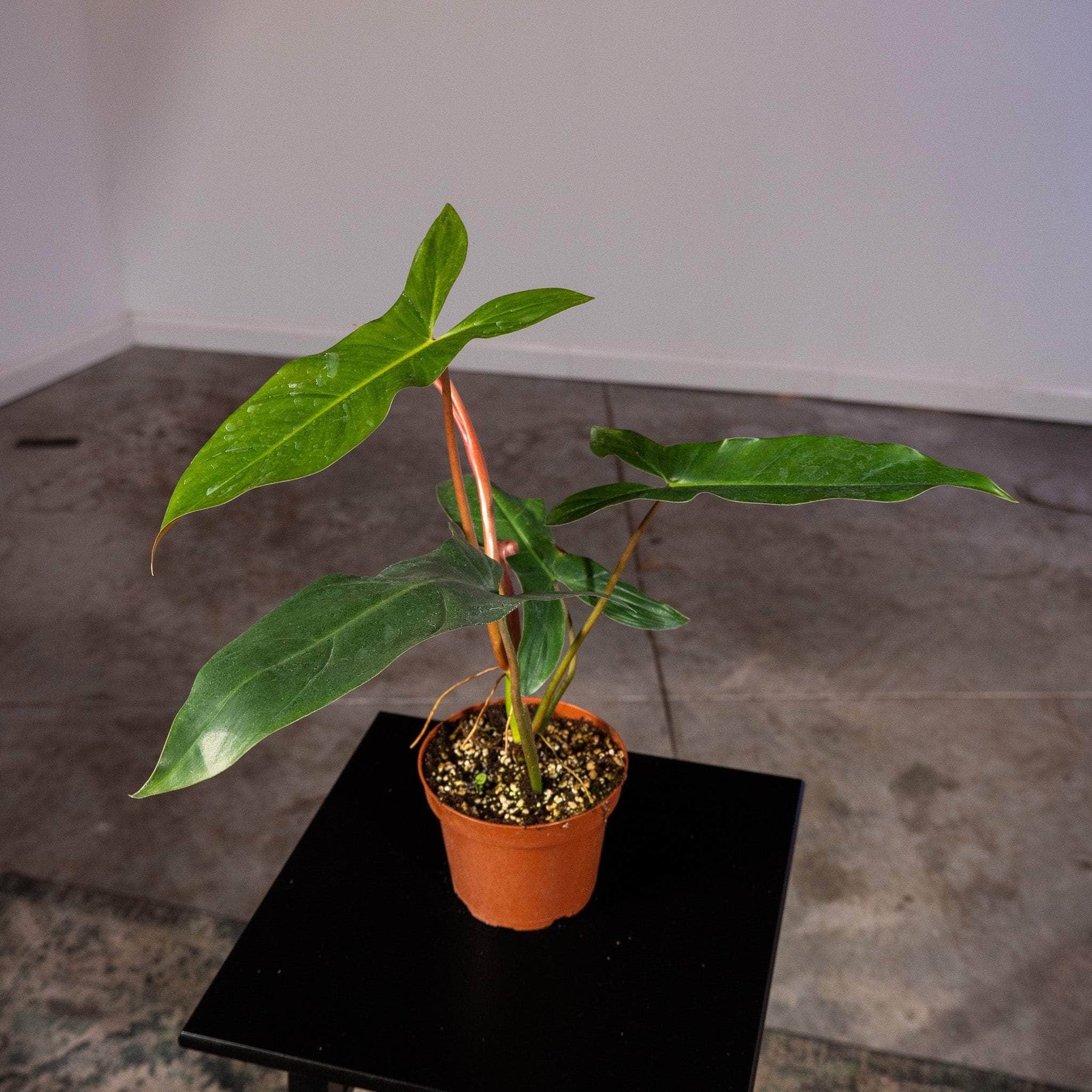 philodendron mexicanum care Philodendron mexicanum