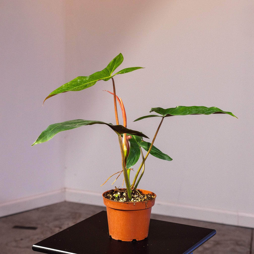 philodendron mexicanum care Philodendron mexicanum