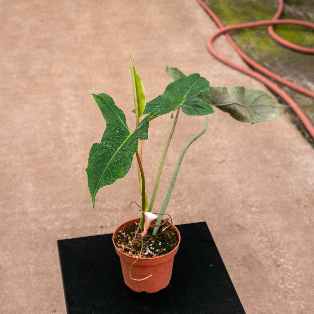 mexicanum philodendron price philippines Philodendron mexicanum