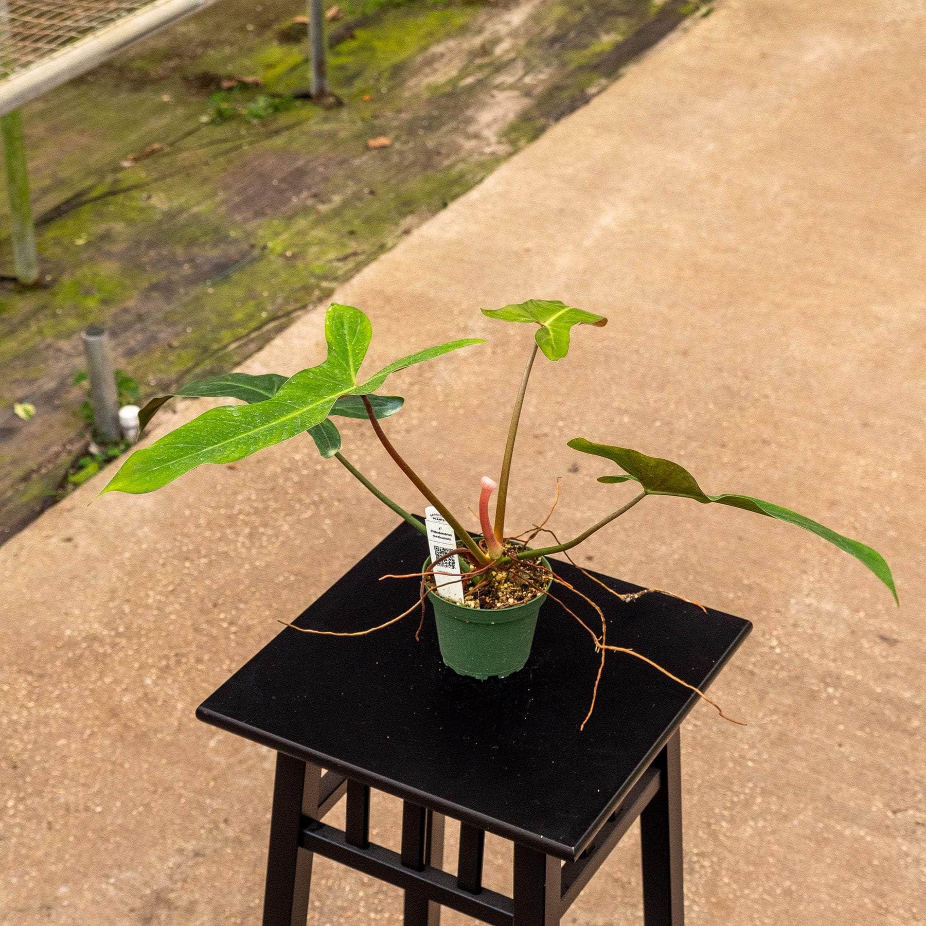 philodendron mexicanum plant Philodendron mexicanum
