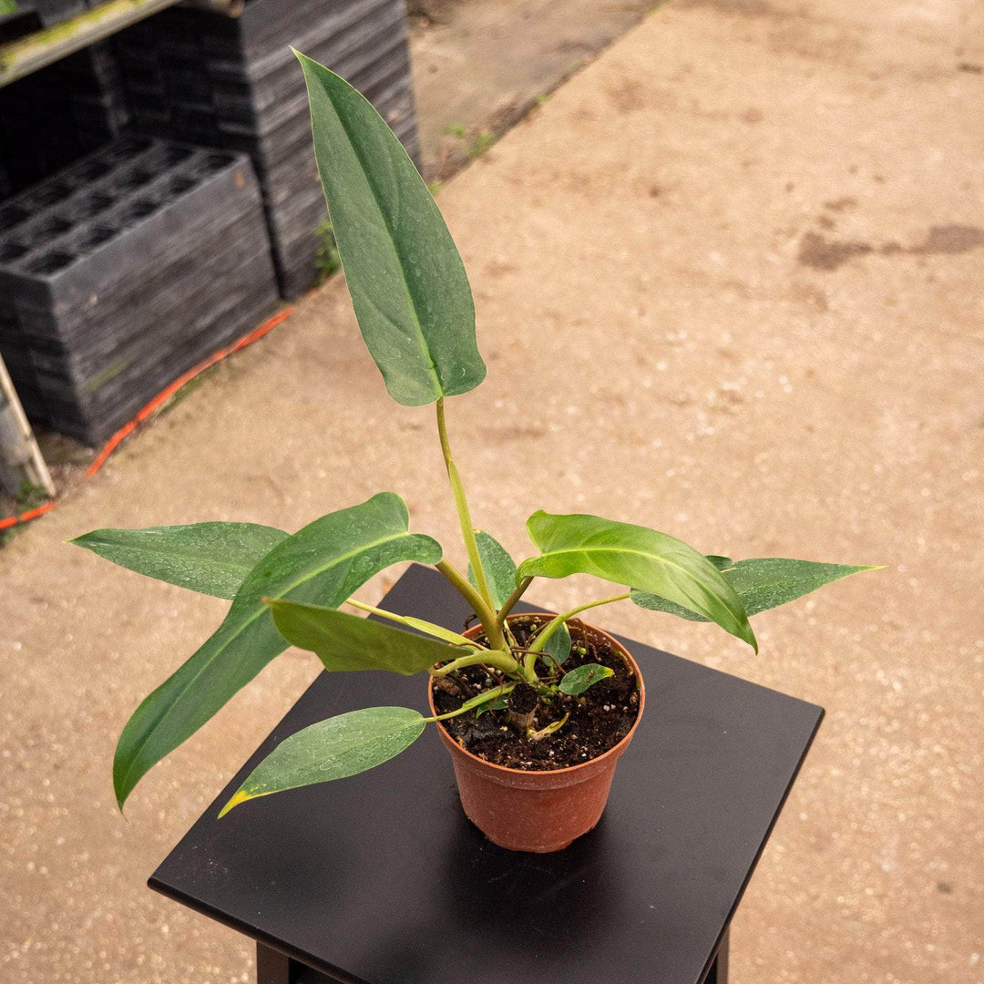 philodendron metallicum Philodendron mexicanum