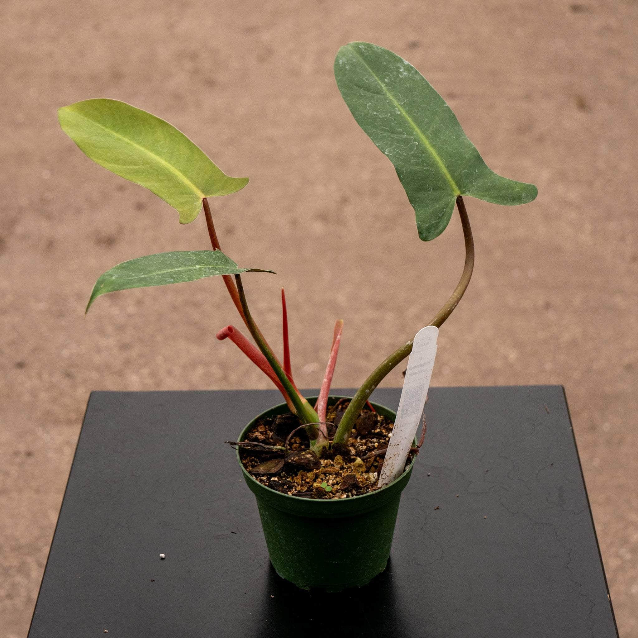 philodendron mexicanum for sale Philodendron mexicanum