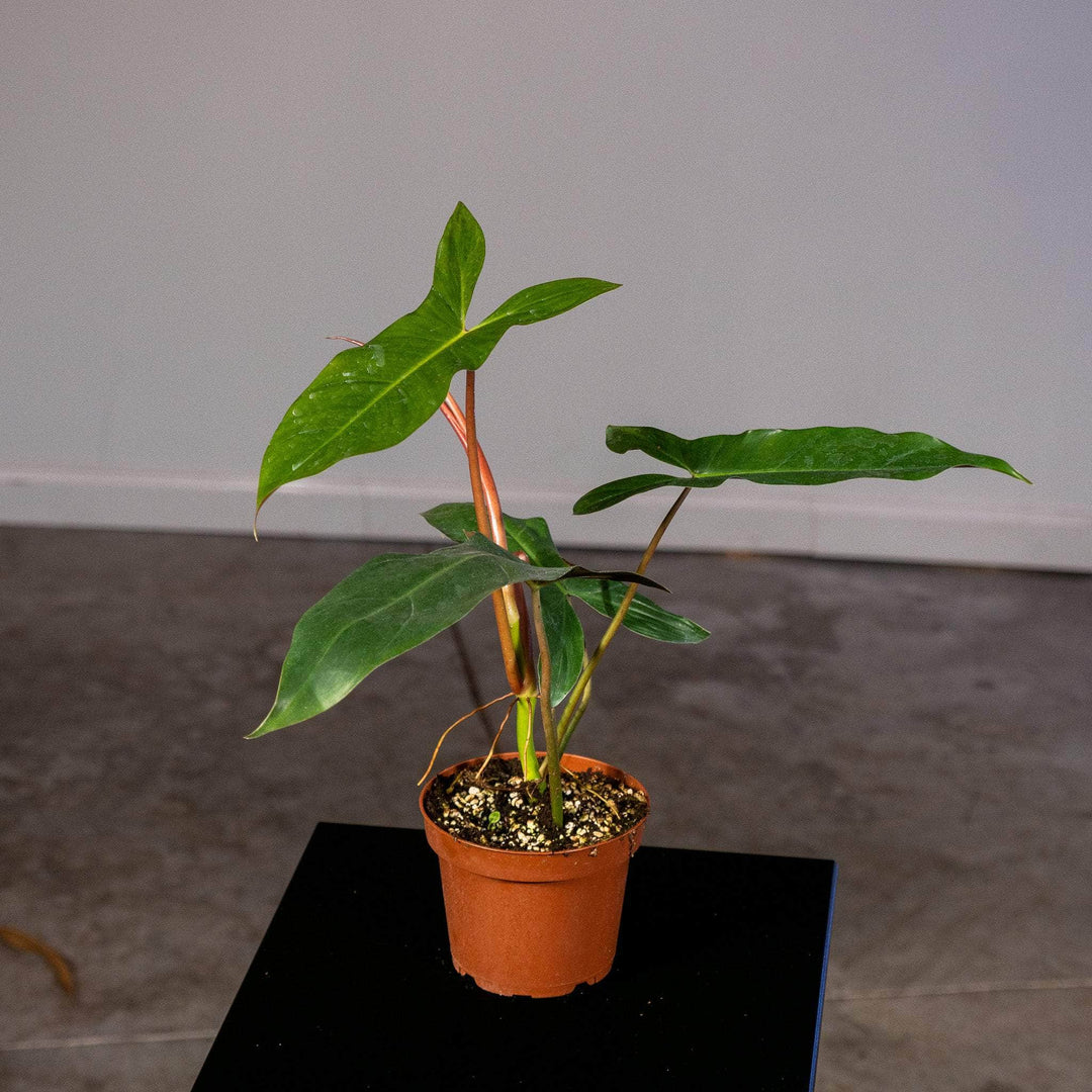 philodendron mexicanum plant Philodendron mexicanum