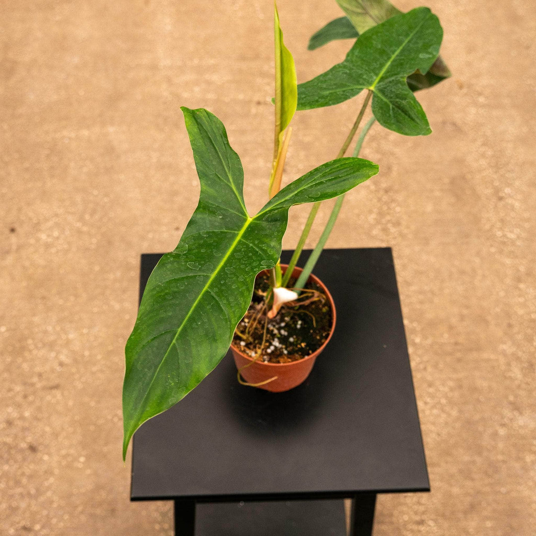 philodendron mexicana Philodendron mexicanum