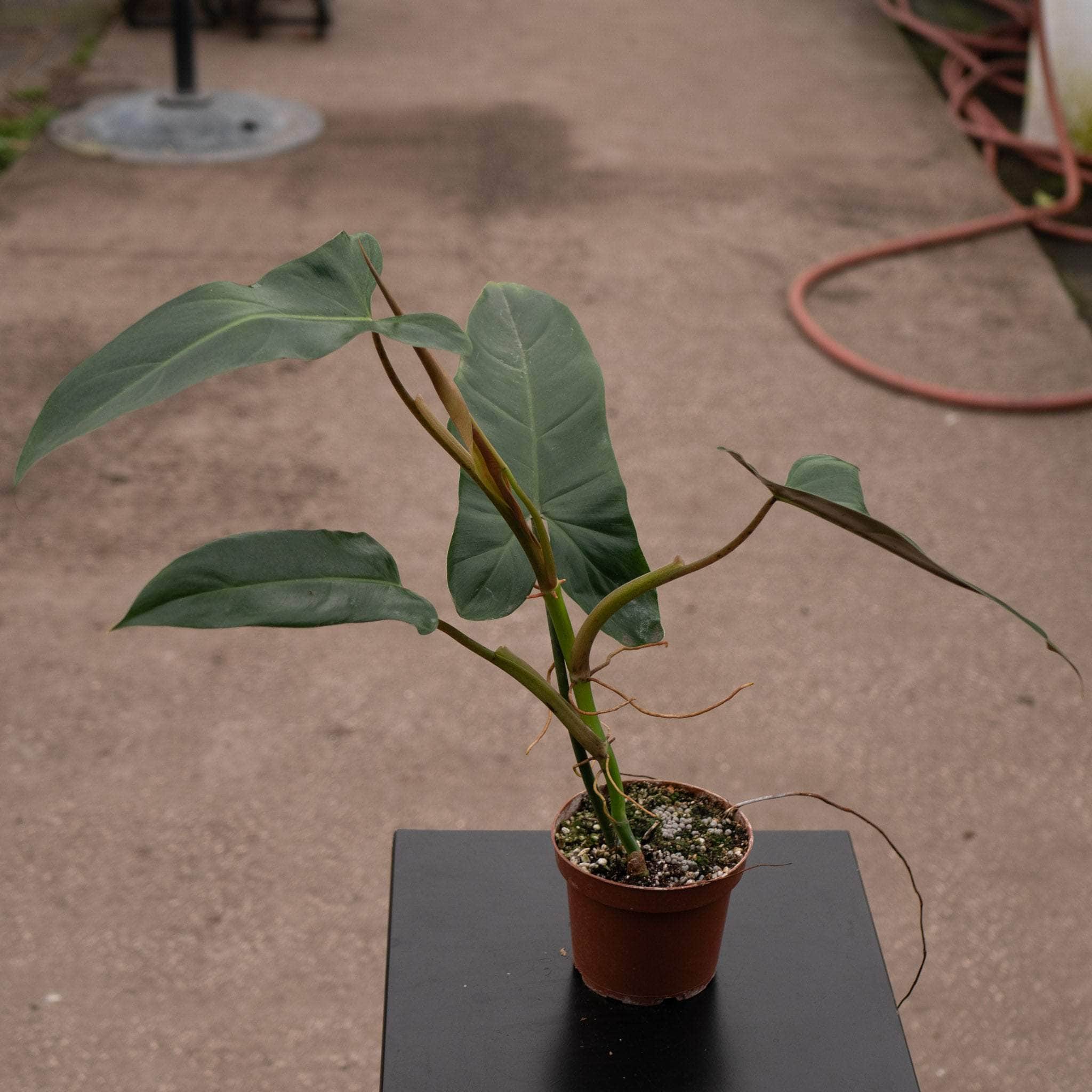 philodendron mexicanum Philodendron mexicanum