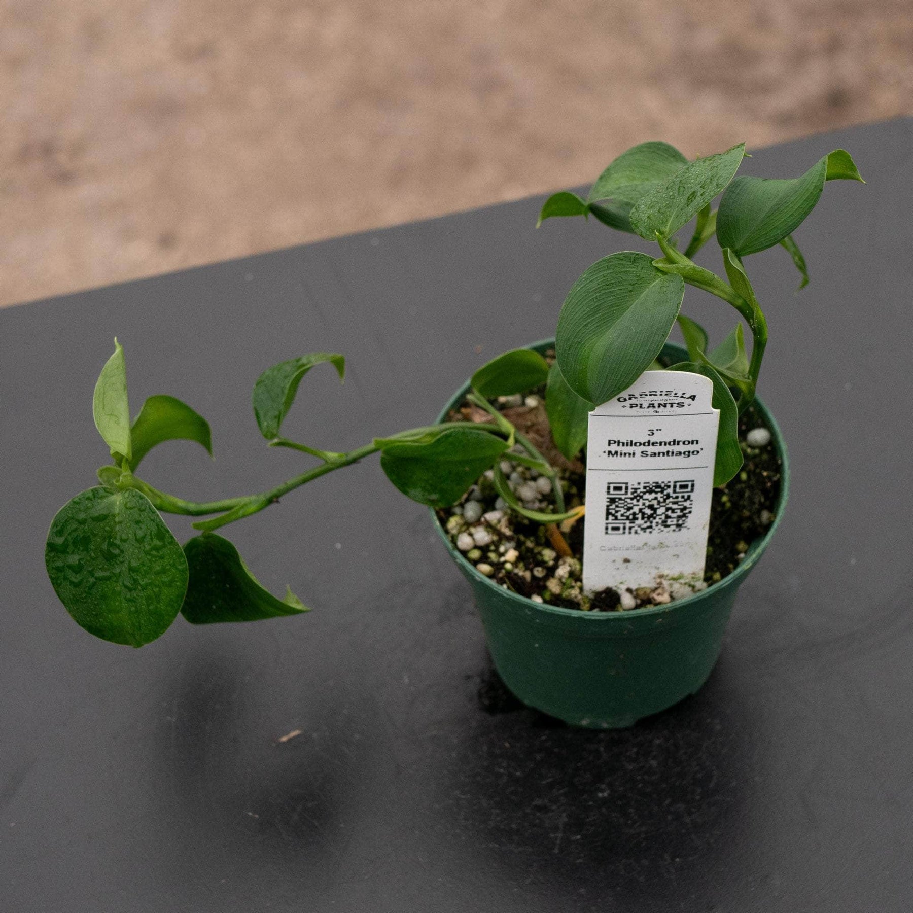 philodendron mini santiago Philodendron 'Mini Santiago'