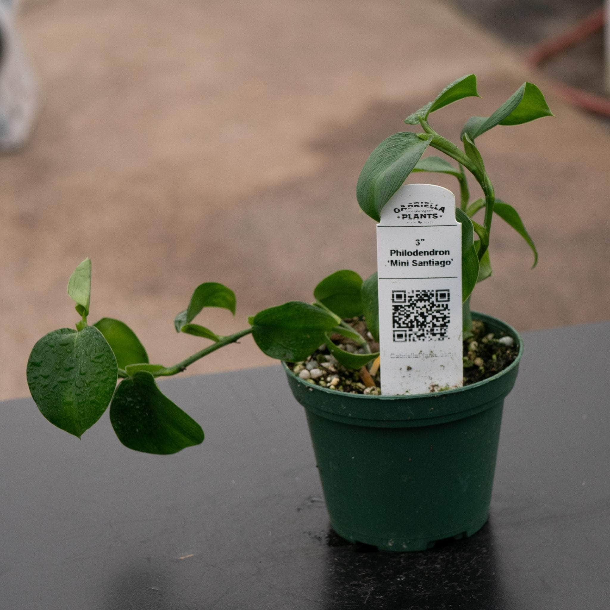 Philodendron ‘Mini Santiago’