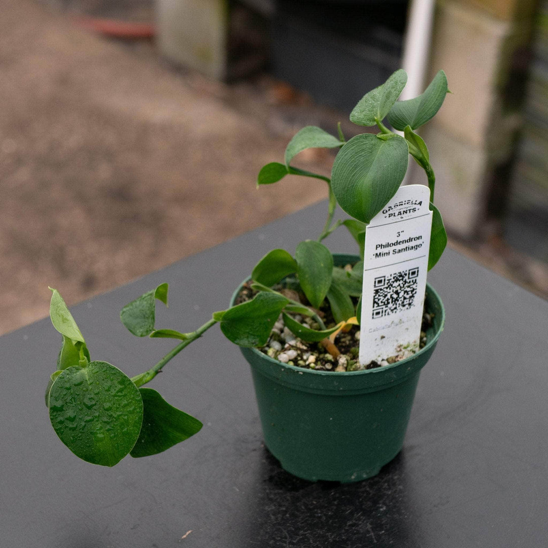 philodendron mini santiago Philodendron 'Mini Santiago'