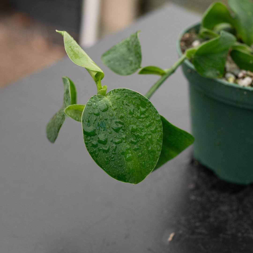 philodendron hoya Philodendron ‘Mini Santiago’