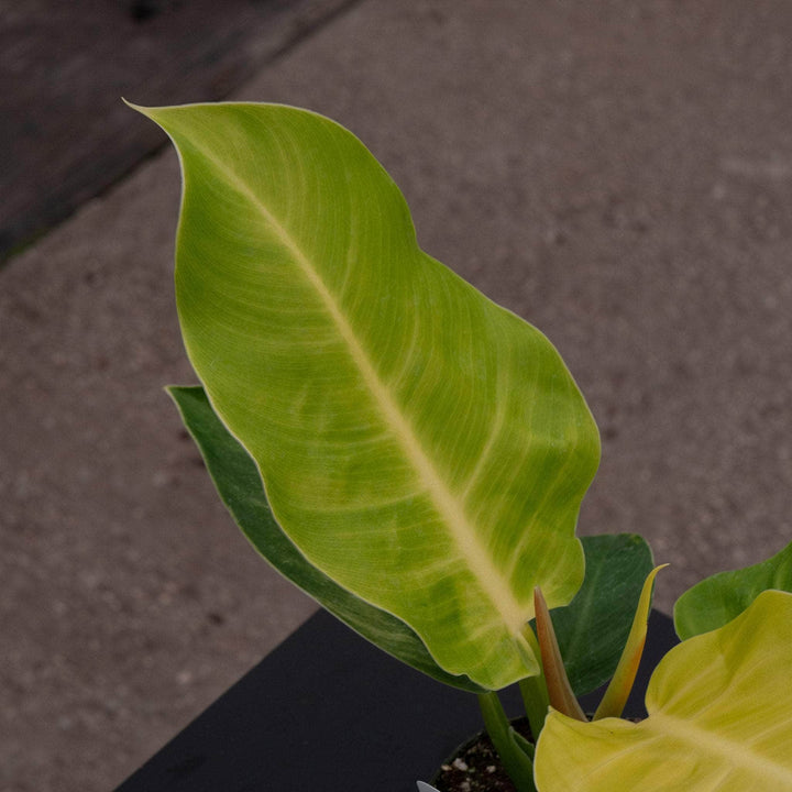 Gabriella Plants Philodendron Philodendron 'Moonlight'
