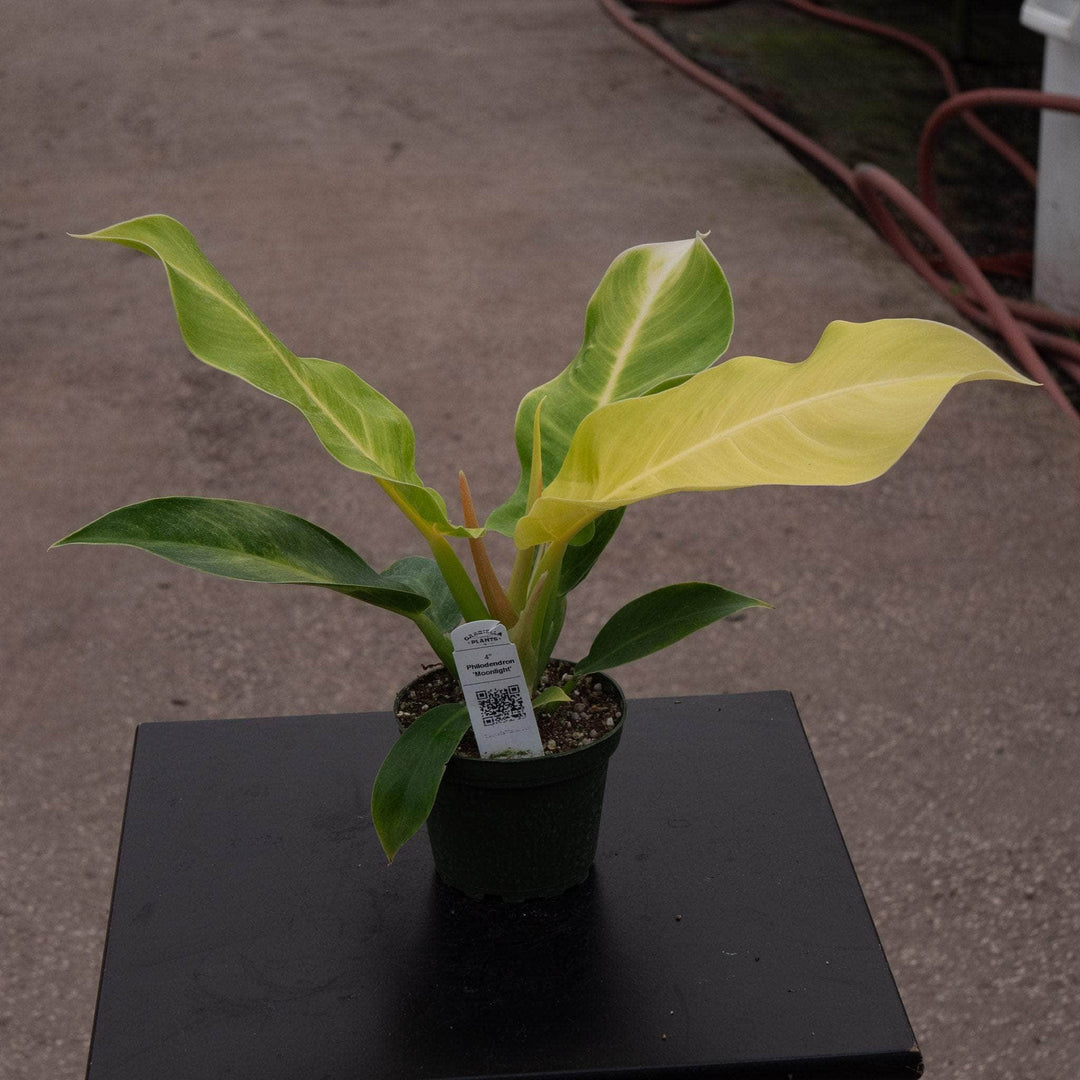 Gabriella Plants Philodendron Philodendron 'Moonlight'