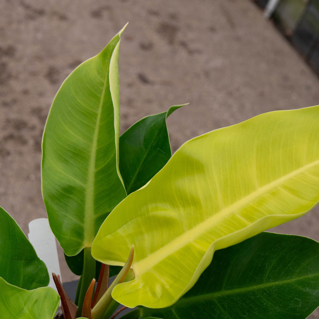 daun philodendron menguning Philodendron 'Moonlight'