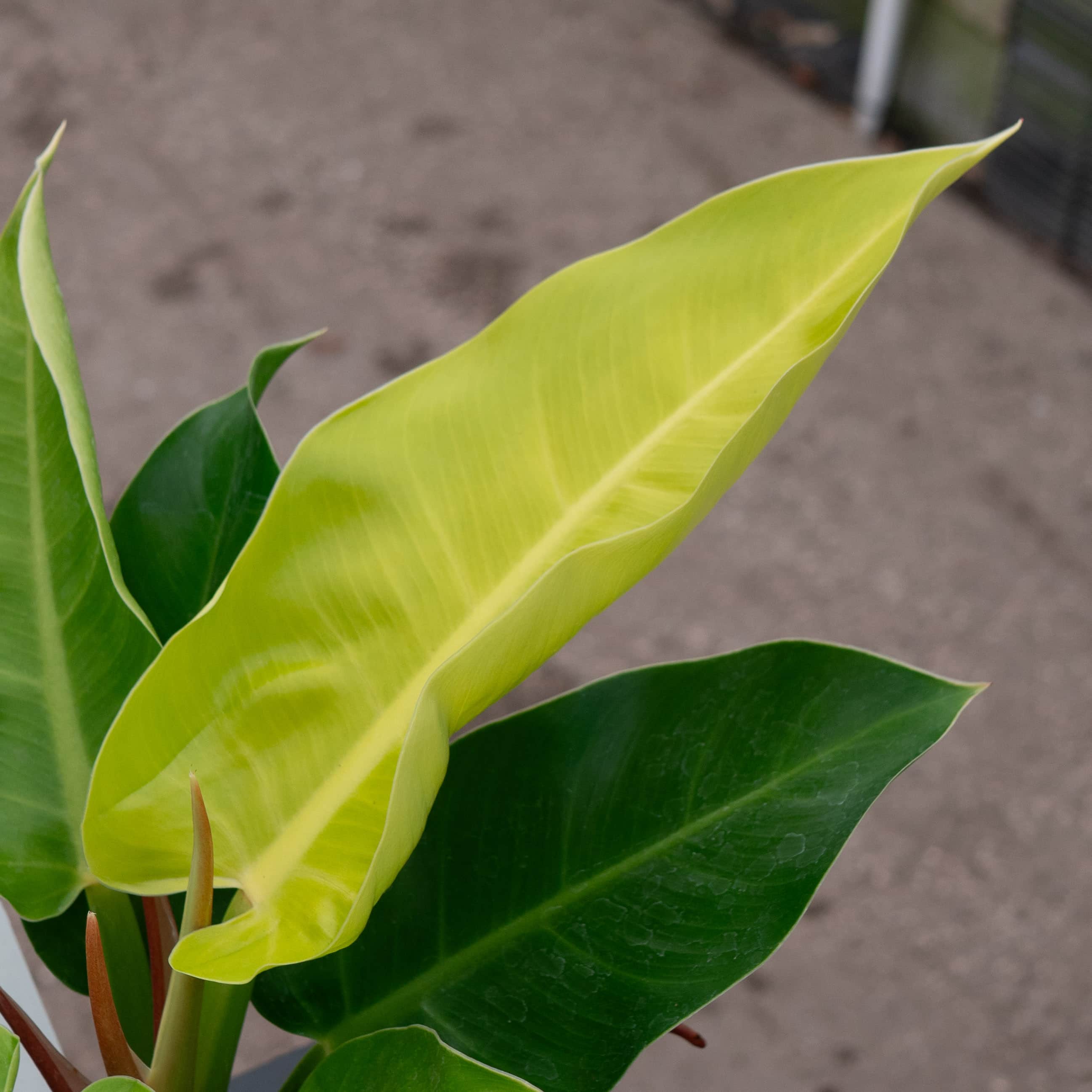Gabriella Plants Philodendron Moonlight