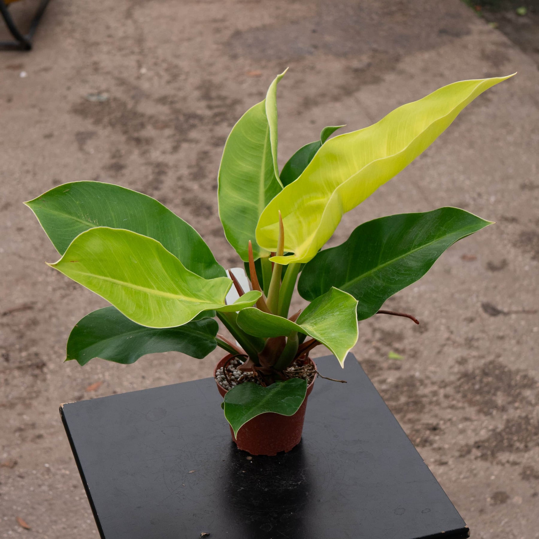 philodendron moonlight hybrid Moonlight Philodendron